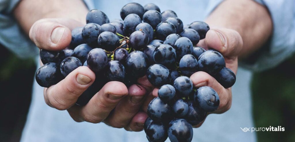 Resveratrol is an anti-aging vitamin found in grapes
